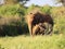 Elephants next to each other surrounded by trees in Tsavo East National park, Kenya