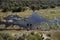 Elephants - Okavango Delta - Botswana