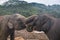 Elephants in an orphenage in Sri Lanka