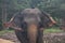 Elephants in an orphenage in Sri Lanka
