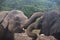 Elephants in an orphenage in Sri Lanka