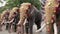 Elephants participating in temple festival in Siva temple, Ernakulam, India