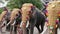 Elephants participating in temple festival in Siva temple, Ernakulam, India