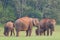 Elephants in Periyar National Park