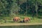 Elephants in Periyar National Park