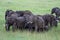 Elephants photographed from the air