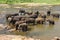 Elephants of Pinnawala elephant orphanage is bathing