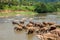 Elephants of Pinnawala elephant orphanage bathing