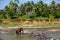 Elephants of Pinnawala elephant orphanage bathing