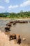 Elephants of Pinnawala elephant orphanage bathing in river