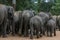 Elephants from the Pinnawala Elephant Orphanage (Pinnawela) begin their walk to the Maha Oya River.