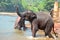 Elephants At Pinnawala Elephant Orphanage, Sri Lanka