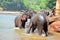 Elephants At Pinnawala Elephant Orphanage, Sri Lanka