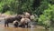 Elephants play and socialize by the river, babies rolling in the water