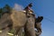 Elephants and player, during polo game, Thakurdwara, Bardia, Nepal