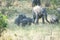 Elephants, playful twin elephant babies in Tanzania, Africa