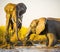 Elephants Playing In Mud