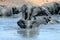 Elephants playing in muddy water