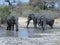 Elephants playing in muddy water