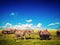 Elephants playing on savanna. Safari in Amboseli, Kenya, Africa