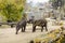 Elephants in the Prague Zoo Czech Republic