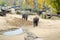 Elephants in the Prague Zoo Czech Republic