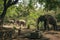 Elephants in Punnathurkotta Sanctuary, Guruvayoor