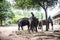 Elephants raised in Pattaya Elephant Village for Thai tourists to watch a performance during the Coronavirus Outbreak in Pattaya