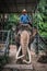 Elephants raised in Pattaya Elephant Village for Thai tourists to watch a performance during the Coronavirus Outbreak in Pattaya