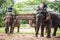 Elephants raised in Pattaya Elephant Village for Thai tourists to watch a performance during the Coronavirus Outbreak in Pattaya