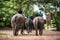 Elephants raised in Pattaya Elephant Village for Thai tourists to watch a performance during the Coronavirus Outbreak in Pattaya