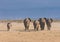 Elephants, rear view, amboseli, Kenya