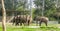 Elephants relaxing on asunny day in chatver zoo chandigarh