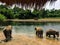 Elephants relaxing by the Khwae Yai river at the Elephant World sanctuary outside of Kanchanaburi, Thailand.