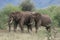 Elephants reserve Tarangire Tanzania Africa
