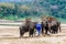 Elephants for riding to travel in forest, Thailand