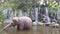 Elephants river disney water ride