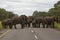 Elephants on the road