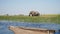 Elephants roaming in the wetlands of the Okavango Delta in Botswana, Africa.