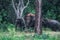 Elephants roaming in Yala National Forest Park