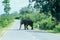 Elephants roaming in Yala National Forest Park(A crossing elephant)