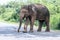 Elephants roaming in Yala National Forest Park(A crossing elephant)
