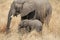 Elephants at Ruaha national park ,Tanzania east Africa.