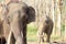 Elephants on rubber tree plantation