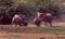 Elephants running to the waterhole in Addo Elephant Park