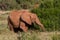 Elephants in the savana