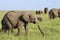 Elephants on the savanna