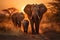 Elephants in the savanna of Namibia, Africa.