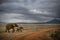 Elephants in Savannah, East Africa, Kenya.