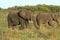 Elephants in the Savannah Safari in Kenya